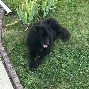 Meet your Posher, Frank